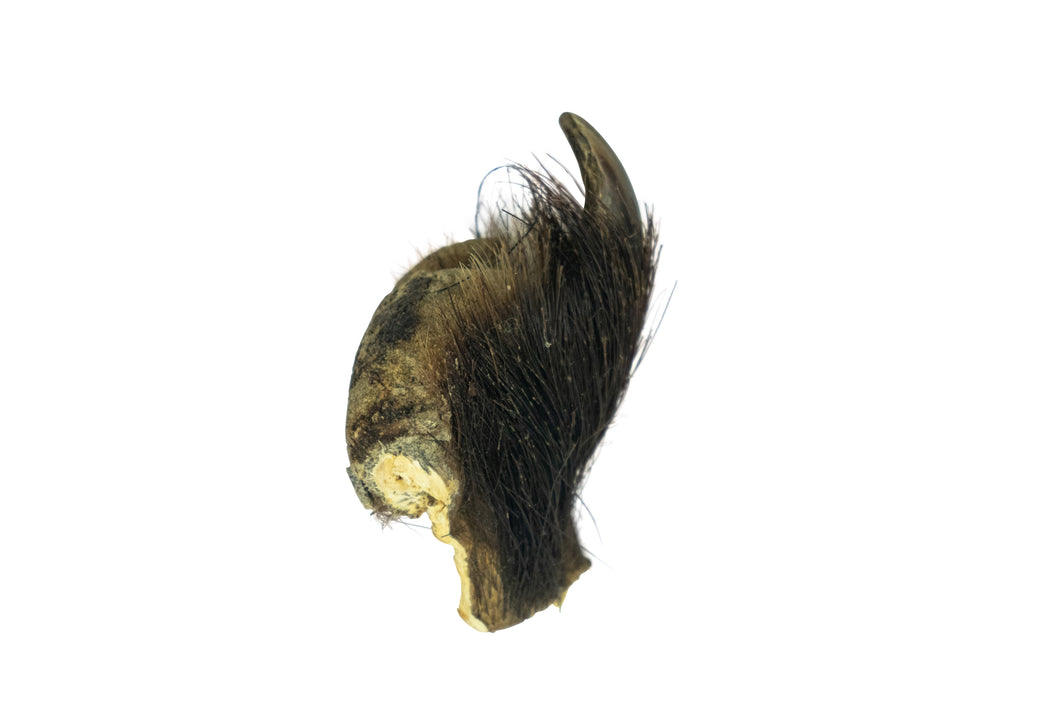 Grizzly Bear Rear Claw (209-07-G2909)