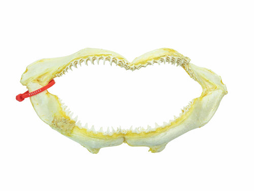 Lemon Shark Jaw: 18.25