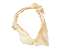 Bull Shark Jaw: 8" (561-J16-08-G4772)