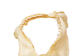 Bull Shark Jaw: 8" (561-J16-08-G4772)