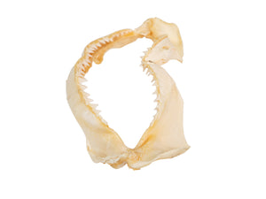 Bull Shark Jaw: 14.5" (561-J16-14-G4641)