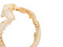 Bull Shark Jaw: 14.5" (561-J16-14-G4641)