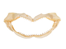 Bull Shark Jaw: 14.5" (561-J16-14-G4641)