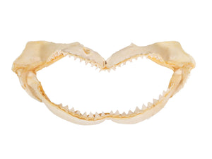 Bull Shark Jaw: 14.5" (561-J16-14-G4641)