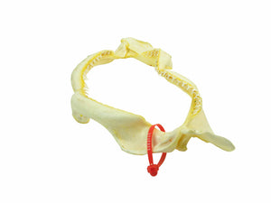 Bull Shark Jaw: 18.25" (561-J16-18-G2925)