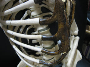Replica Human Skeleton (594-10-G01)