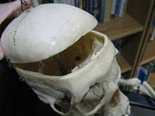 Replica Human Skeleton (594-10-G01)