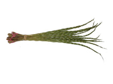 10 Native Canadian Sweetgrass Braids (63-03-xxx)