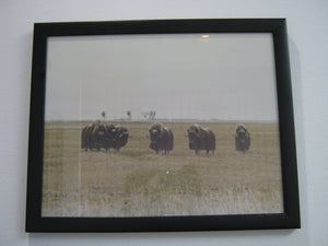 Muskox Picture (649-G15110903)