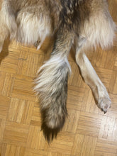 Timber Wolf Skin (1037-G2828)
